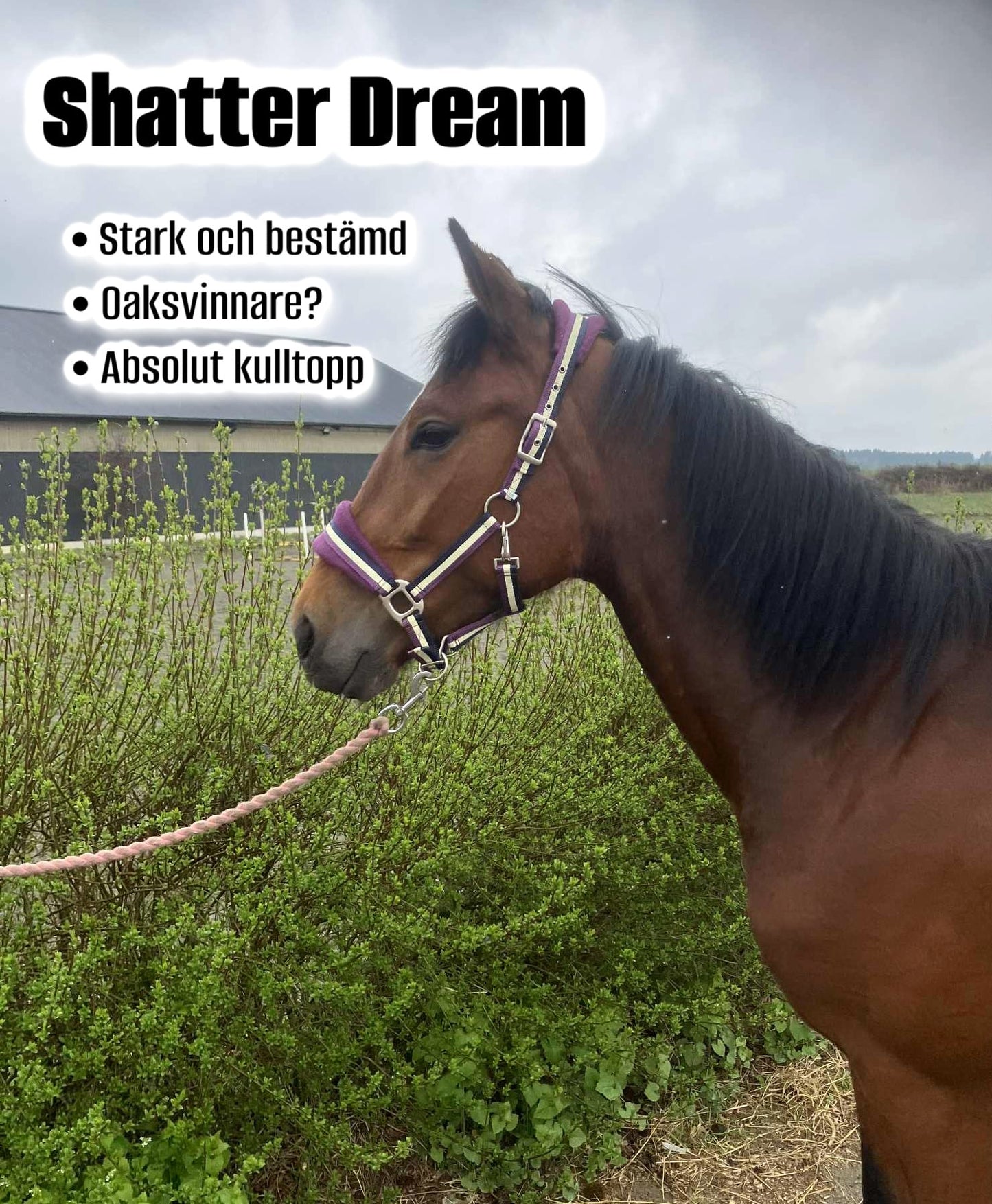 Shatter Dream - 2026