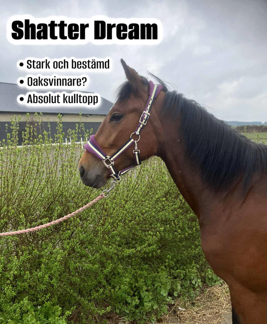 Shatter Dream - 2026