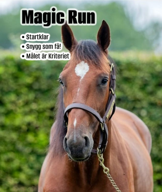 Magic Run - 2026