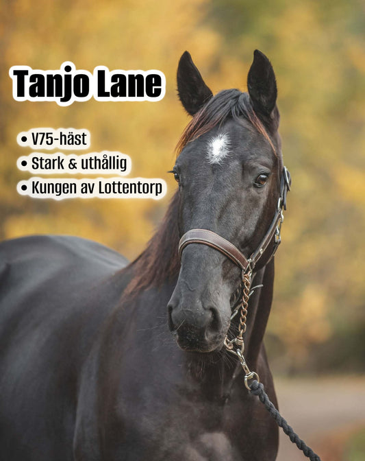 Tanjo Lane - 2026