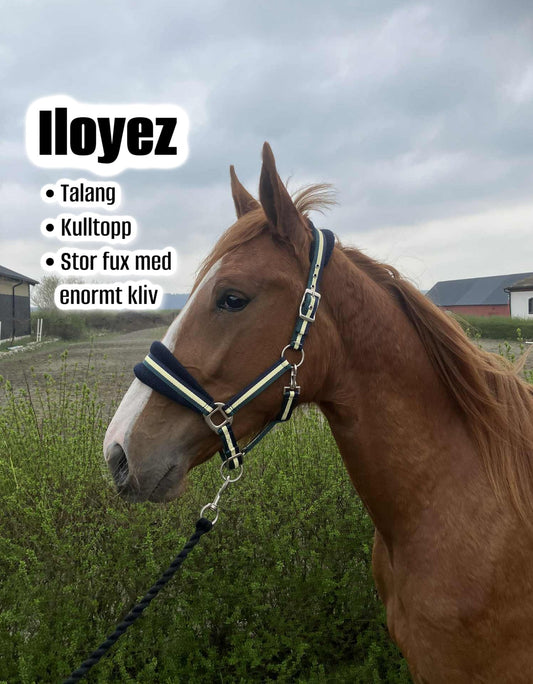Iloyez - 2026